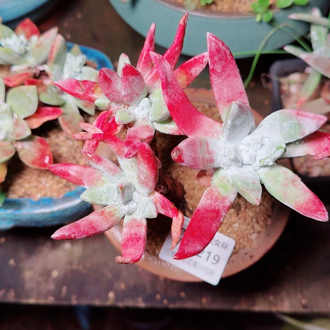 6219初霜苹果叶仙女杯