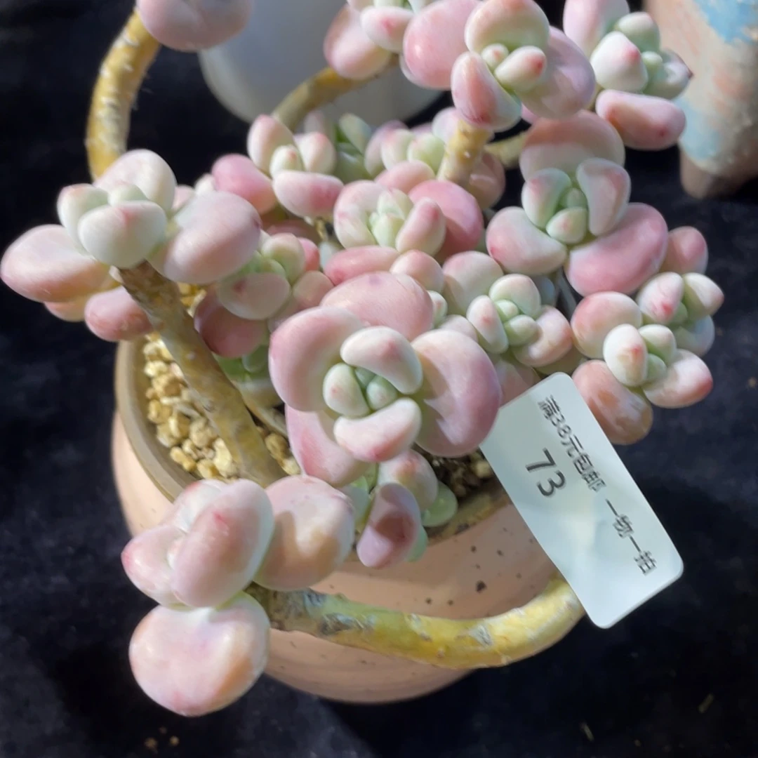 岁**s73洛神群生多肉植物老桩