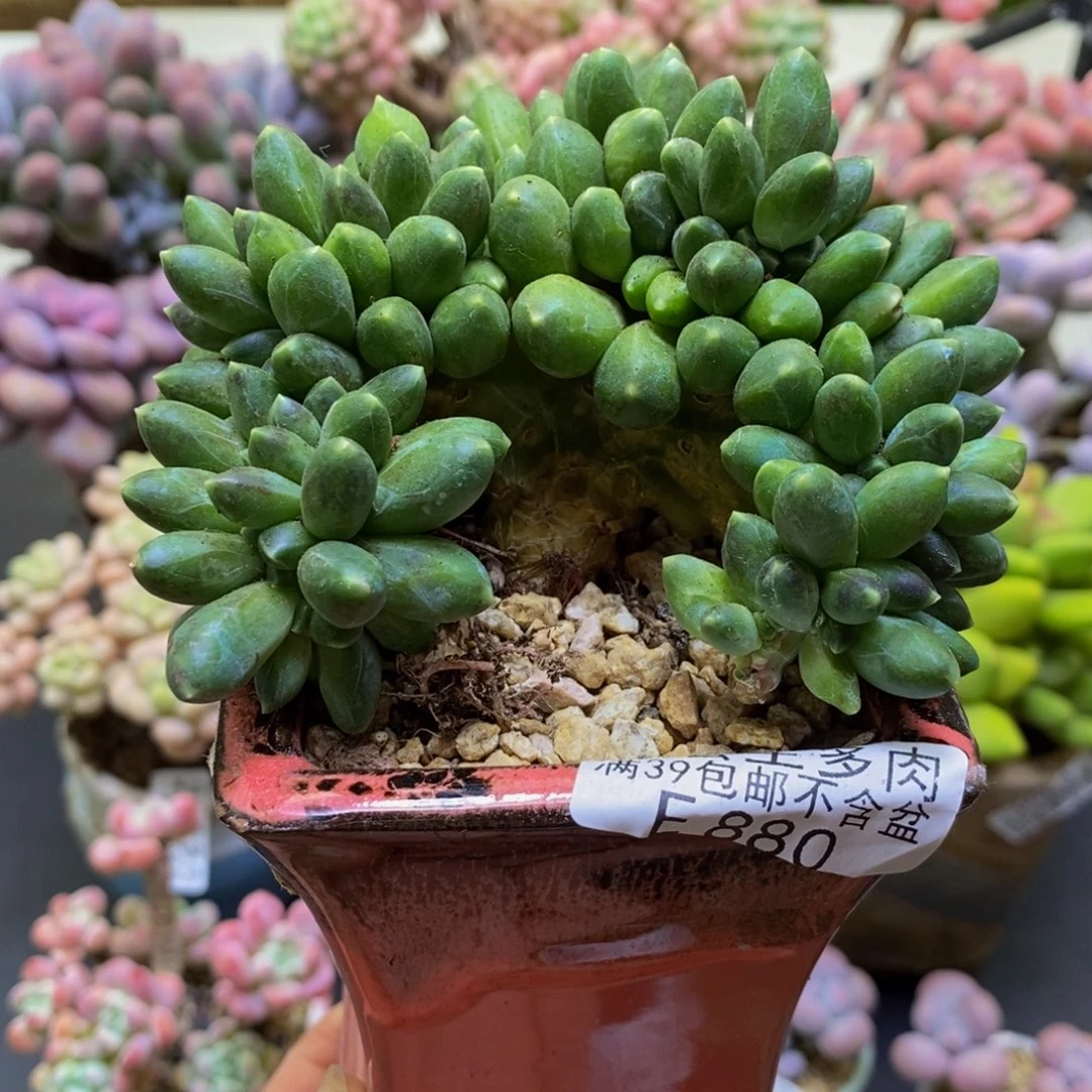 880香蕉树缀7cm多肉