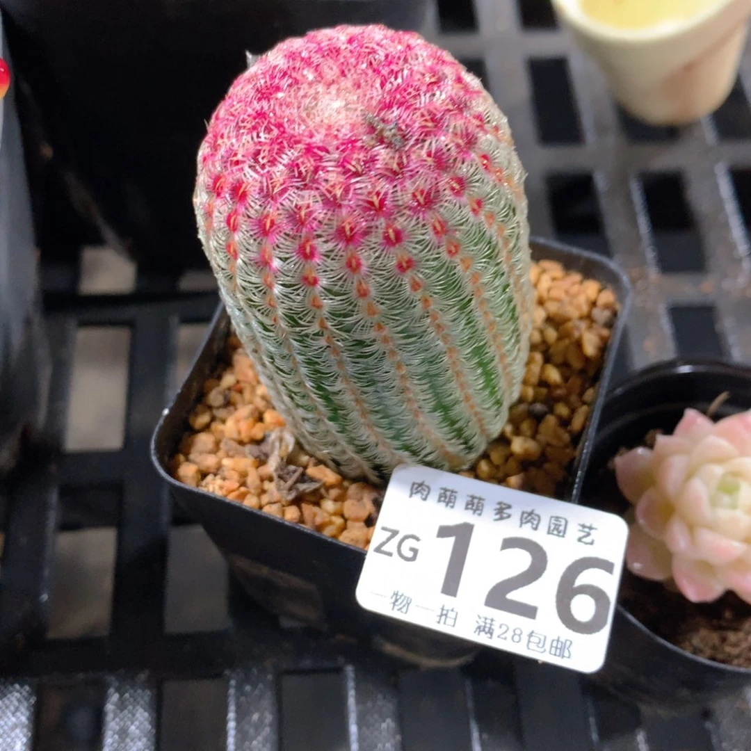 肉萌萌拇指盆精控多肉ZG126