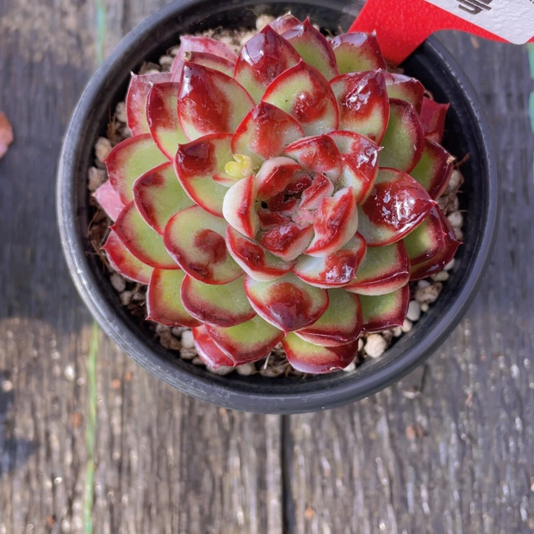 763号 变异肉酱玫瑰