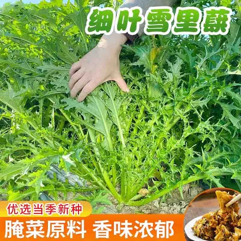 高产雪里红种子细叶雪里蕻农家雪菜籽春不老蔬菜排菜香青菜种籽子