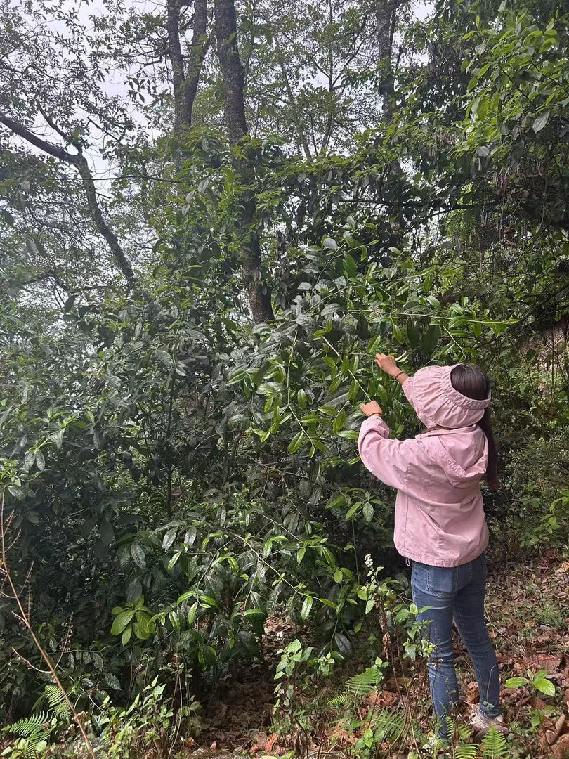 2025荒山古树头春头采100克尝鲜装