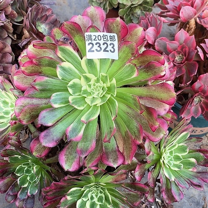 2323 一颗粉籍月法师