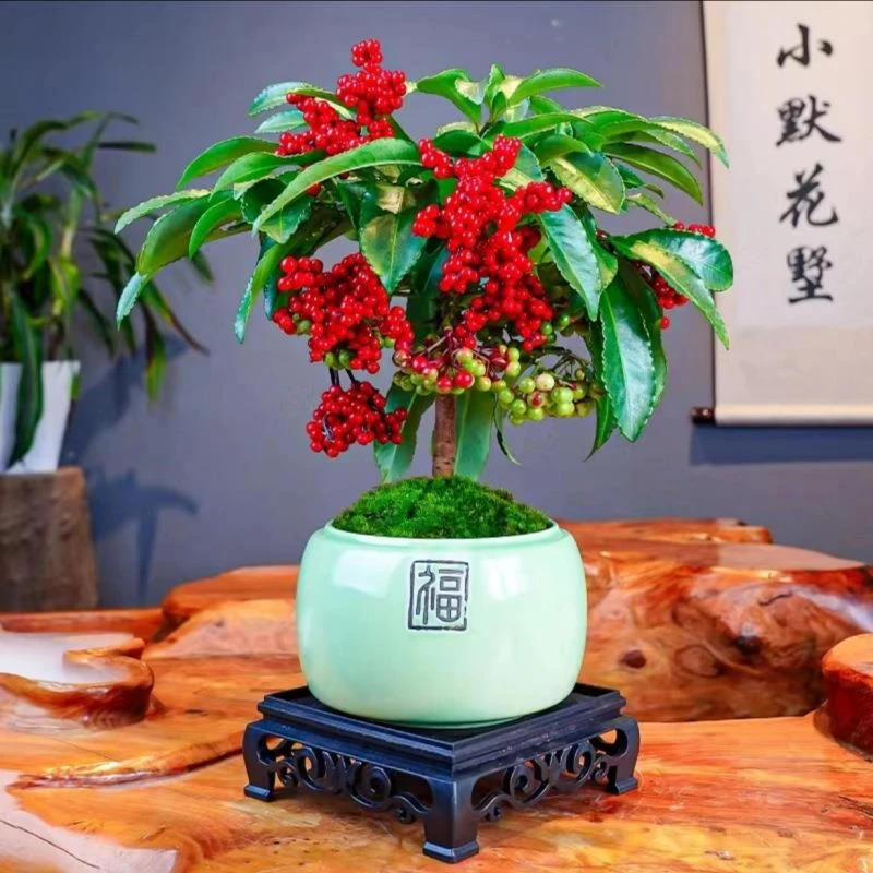 好养的花耐寒富贵子花卉室内植物富贵籽盆栽四季常青带果四季常青