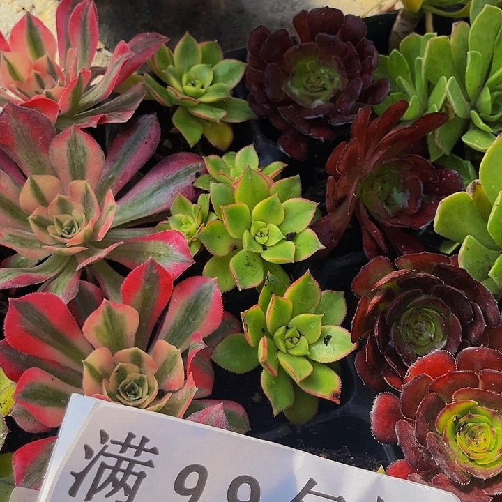 艳日辉带土球5厘米满9.9包邮