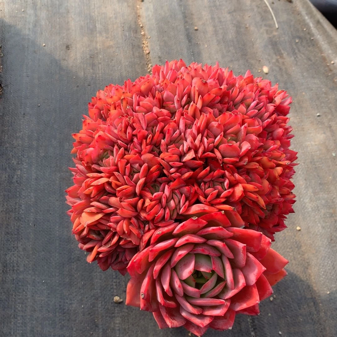 春****?发布了视频中你的心