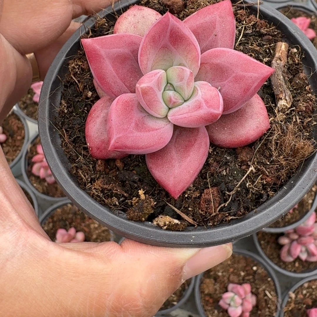 赫菲斯托 单头 一物一拍