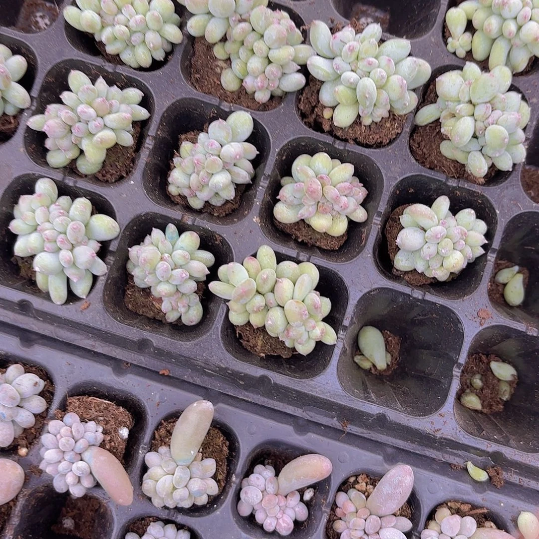 苹果奶缀一颗量拍