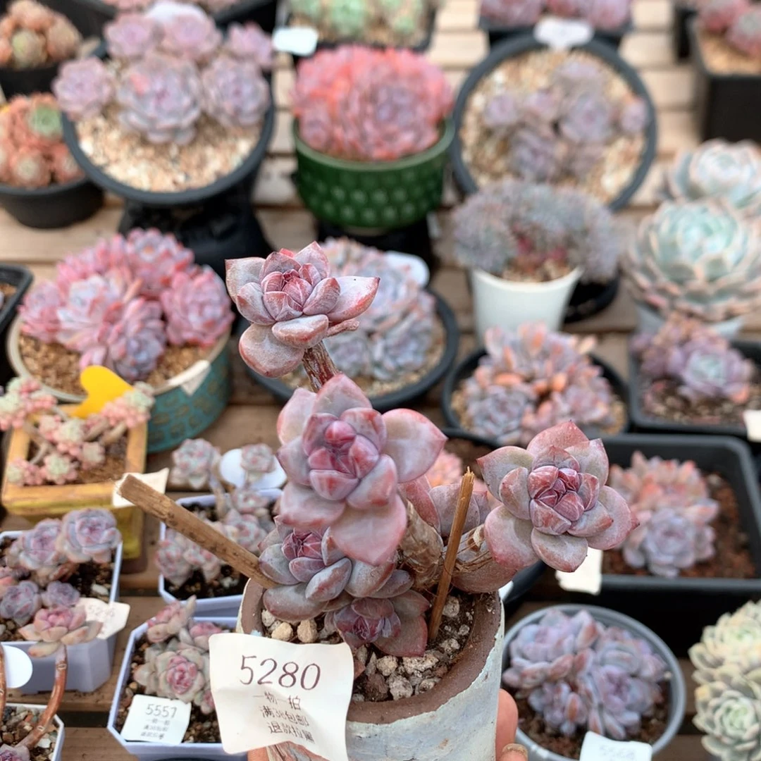 九厘米六头有砍无根石榴籽 小树 5280