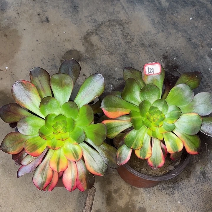 组合多肉植物121巫毒七彩