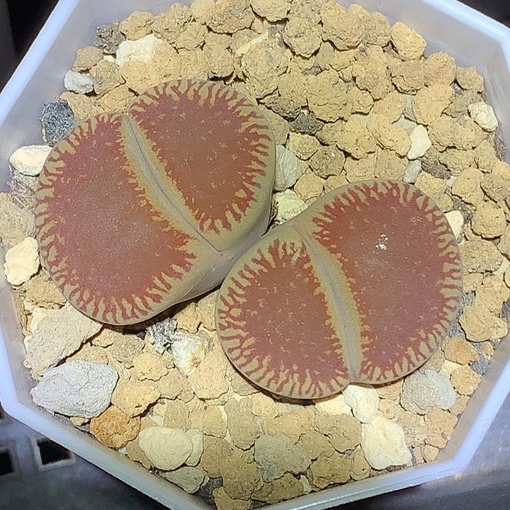 精品多肉植物精品多肉