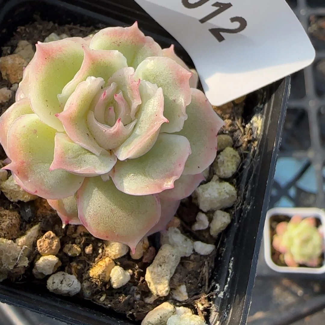 一***～小卡拉米糖心一物一拍