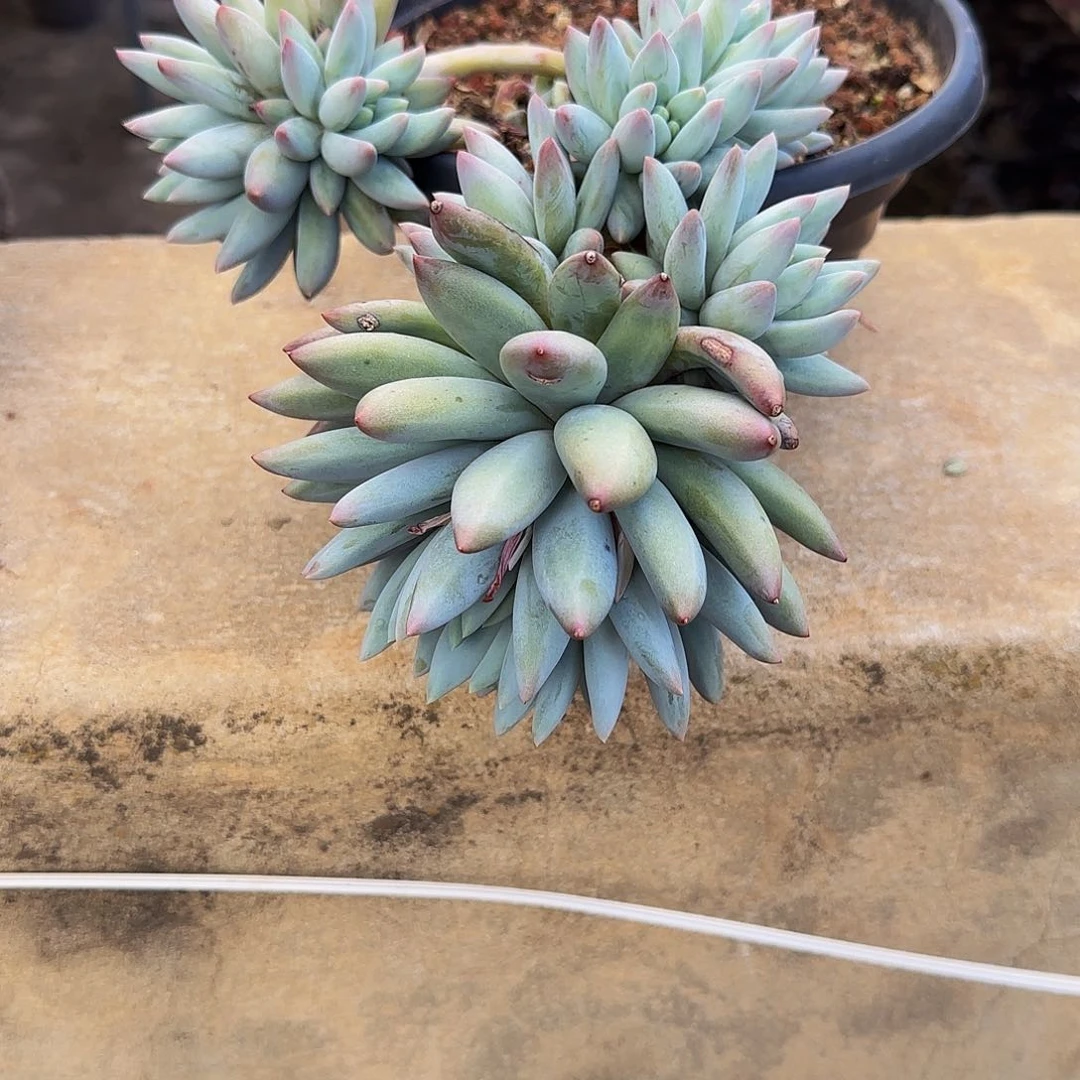 抗****克多肉植物所罗门