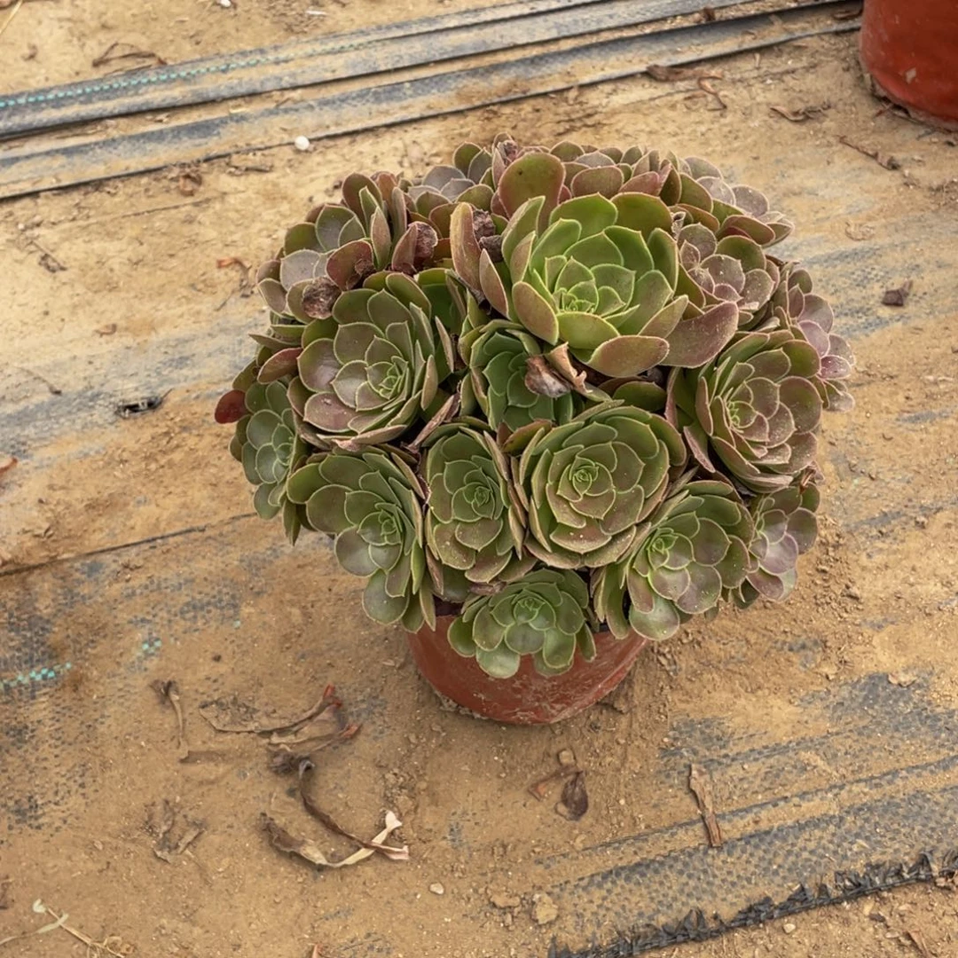 245荷兰法师多肉断枝不包