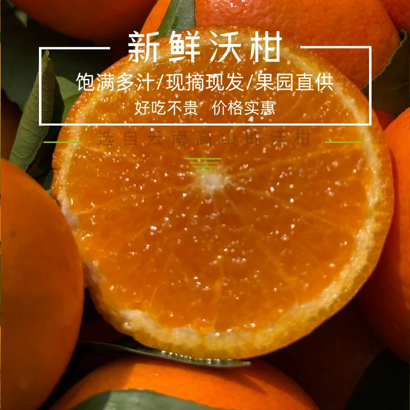 云南沃柑现摘现发新鲜采摘果园直发