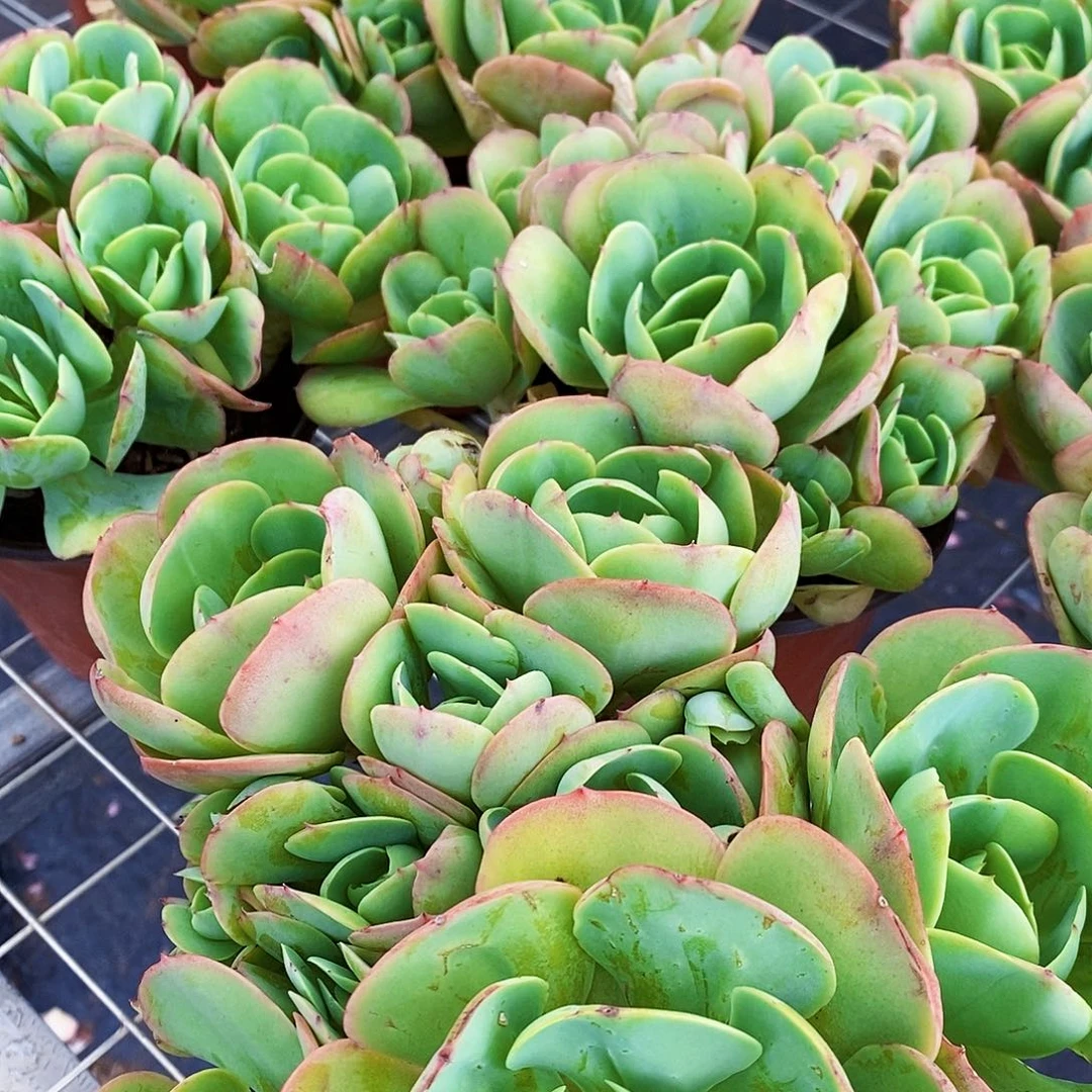 鸡蛋碧桃多头大盆群