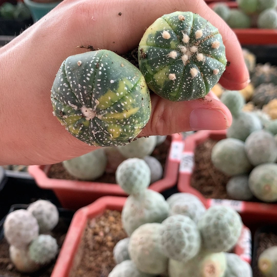 【闪购商品】两棵锦兜