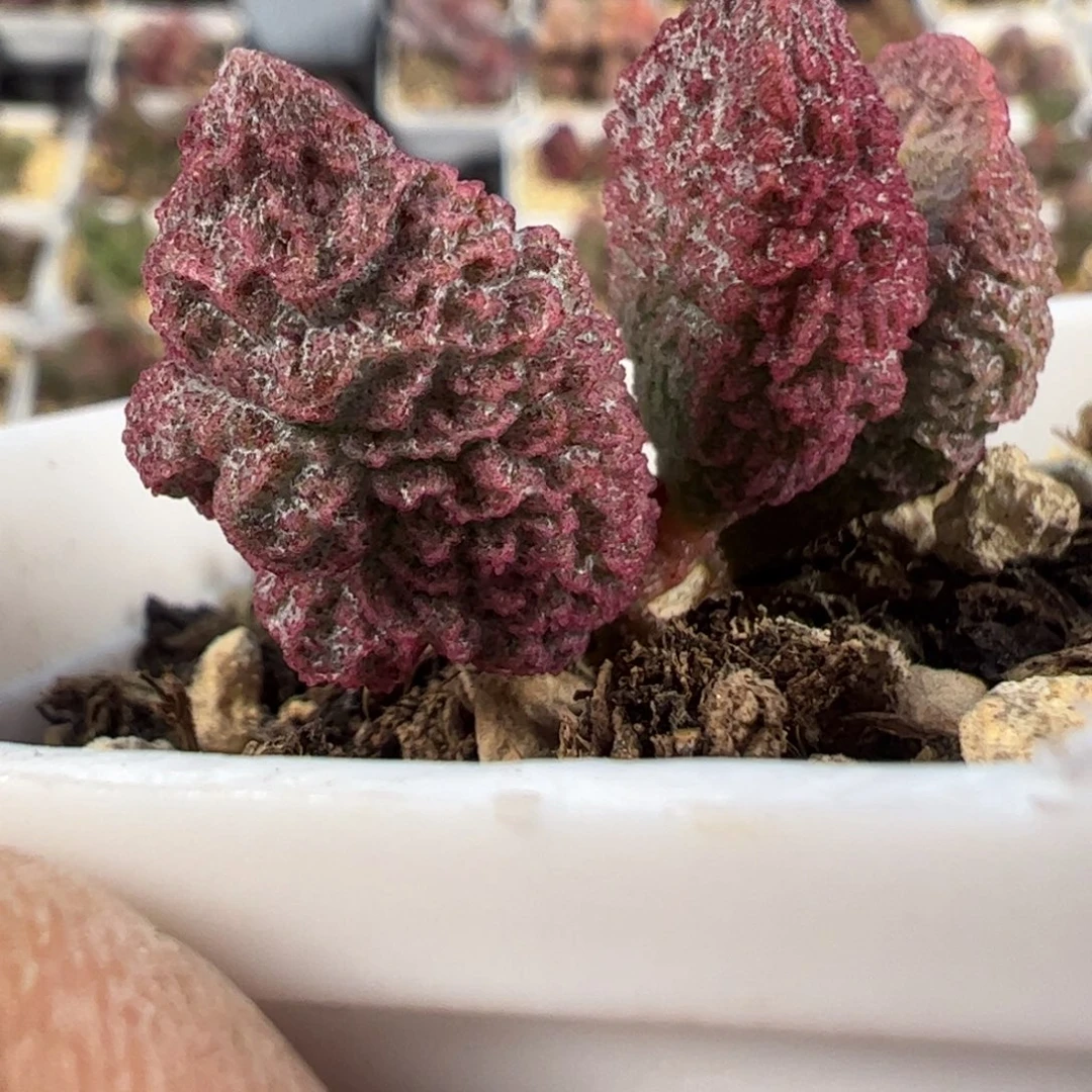 狂野纹路多肉植物水泡