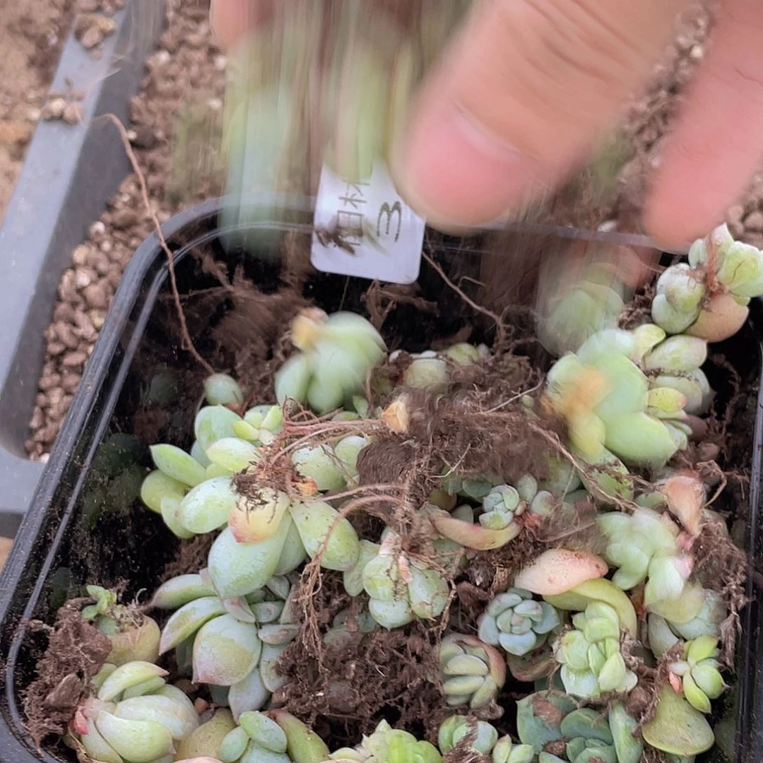 小*圆多肉植物多肉植物340