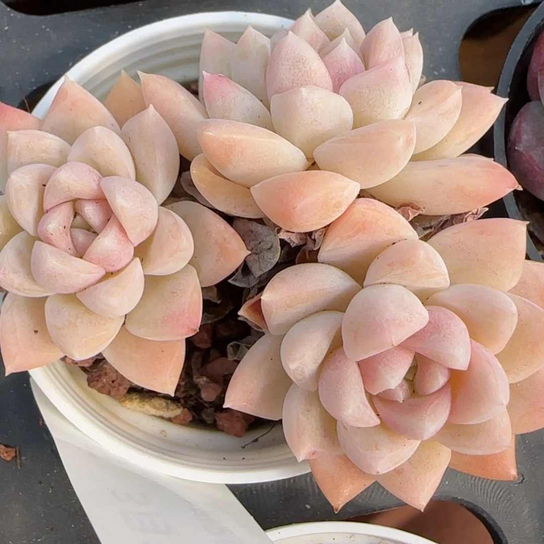 花语逸镜0313-125