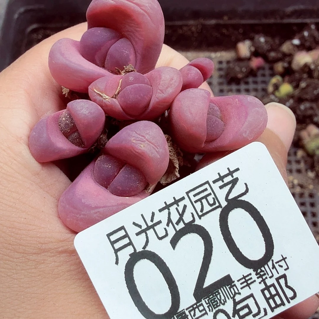 你说吧别在发给他们020