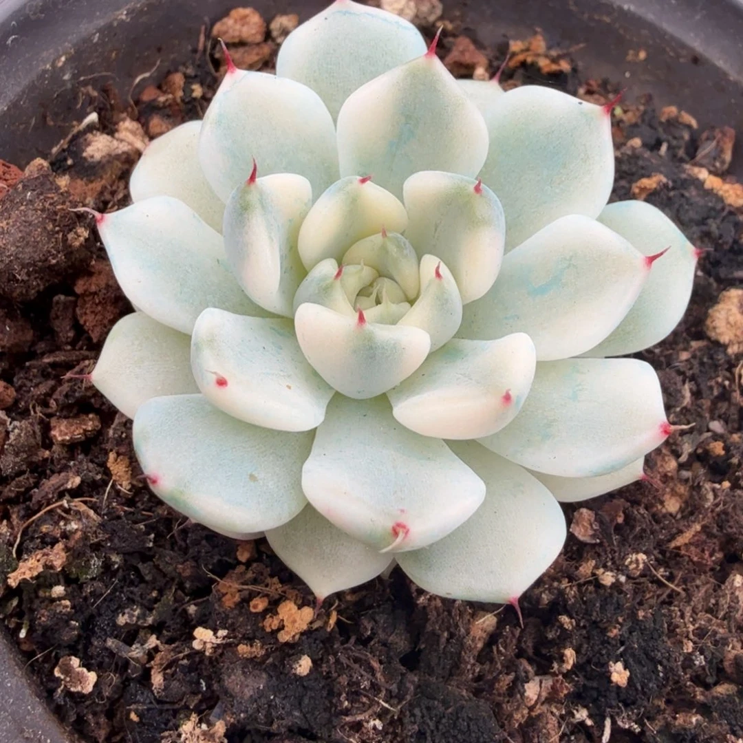 大锦边腹轮锦妲己锦