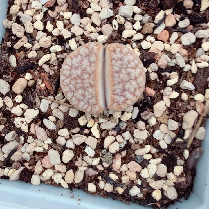 好喜欢看肖蘸在线311