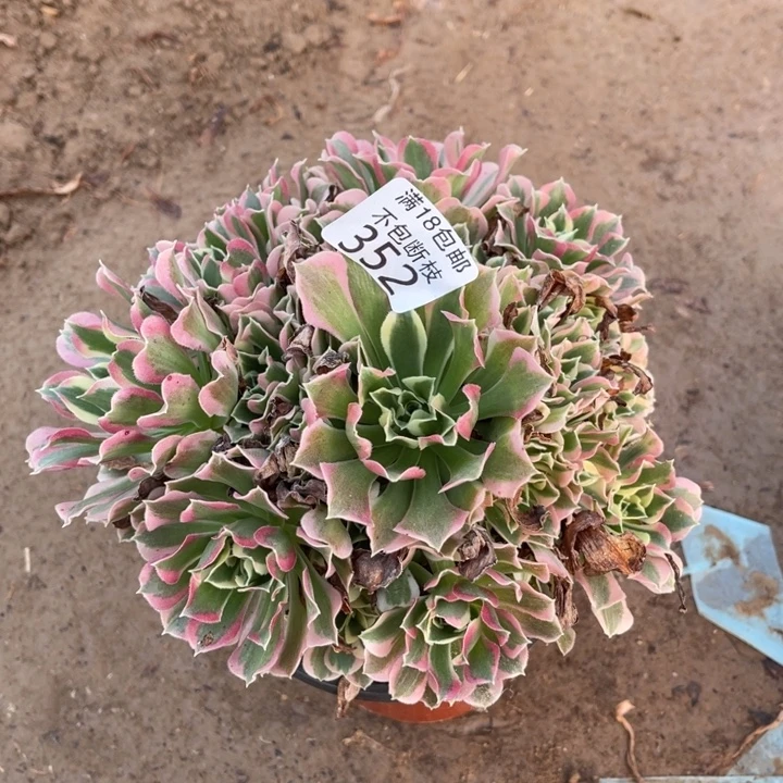 352白凤手捧4号棚