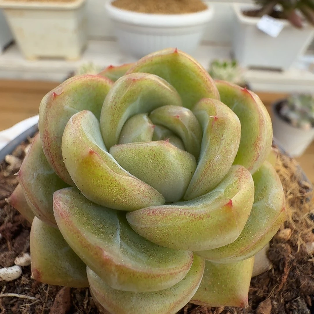 钻石珍妮1111101-21