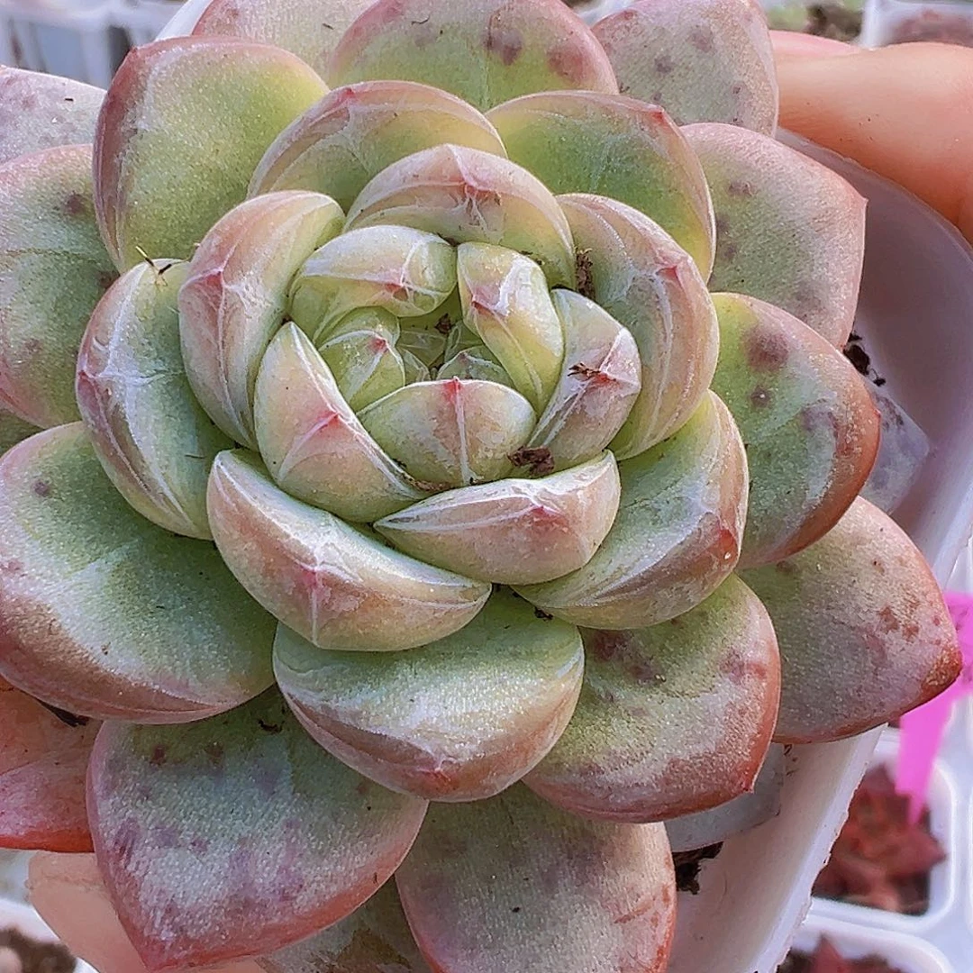 大星星珍妮19包邮多肉植物