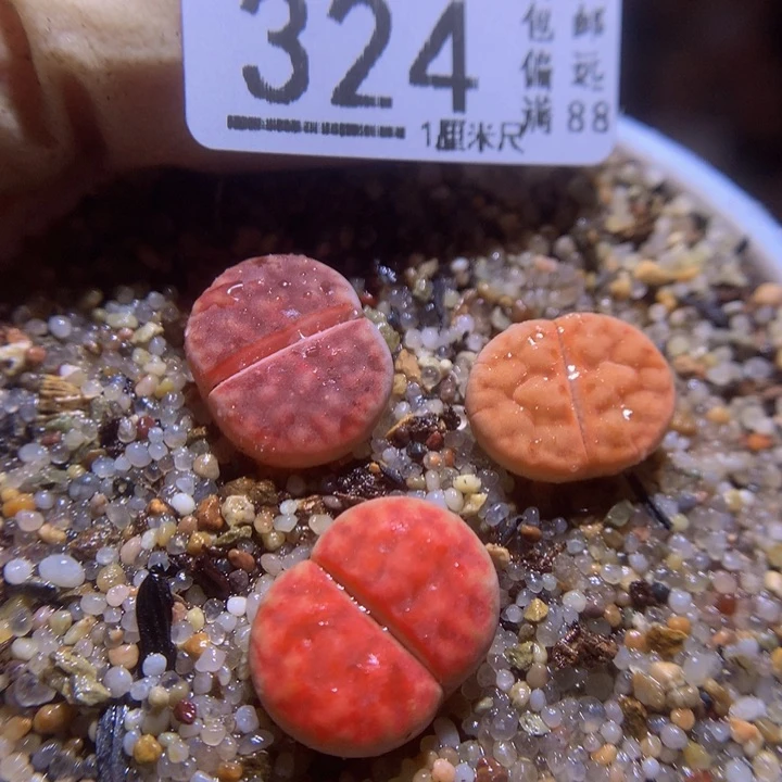 精品生石花117.324