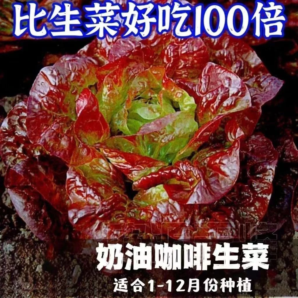 【全场满5包包邮】奶油咖啡生菜种子生吃脆甜蔬菜沙拉菜种子