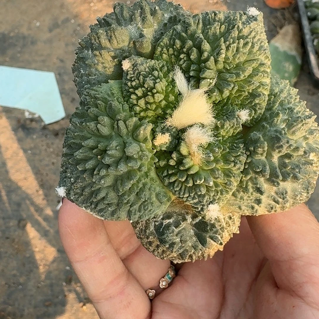 全部花朵大尤哥怒208
