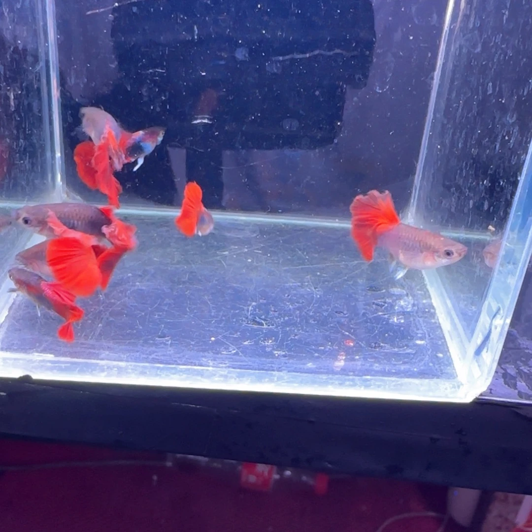 孔雀鱼瑕疵折扇8条