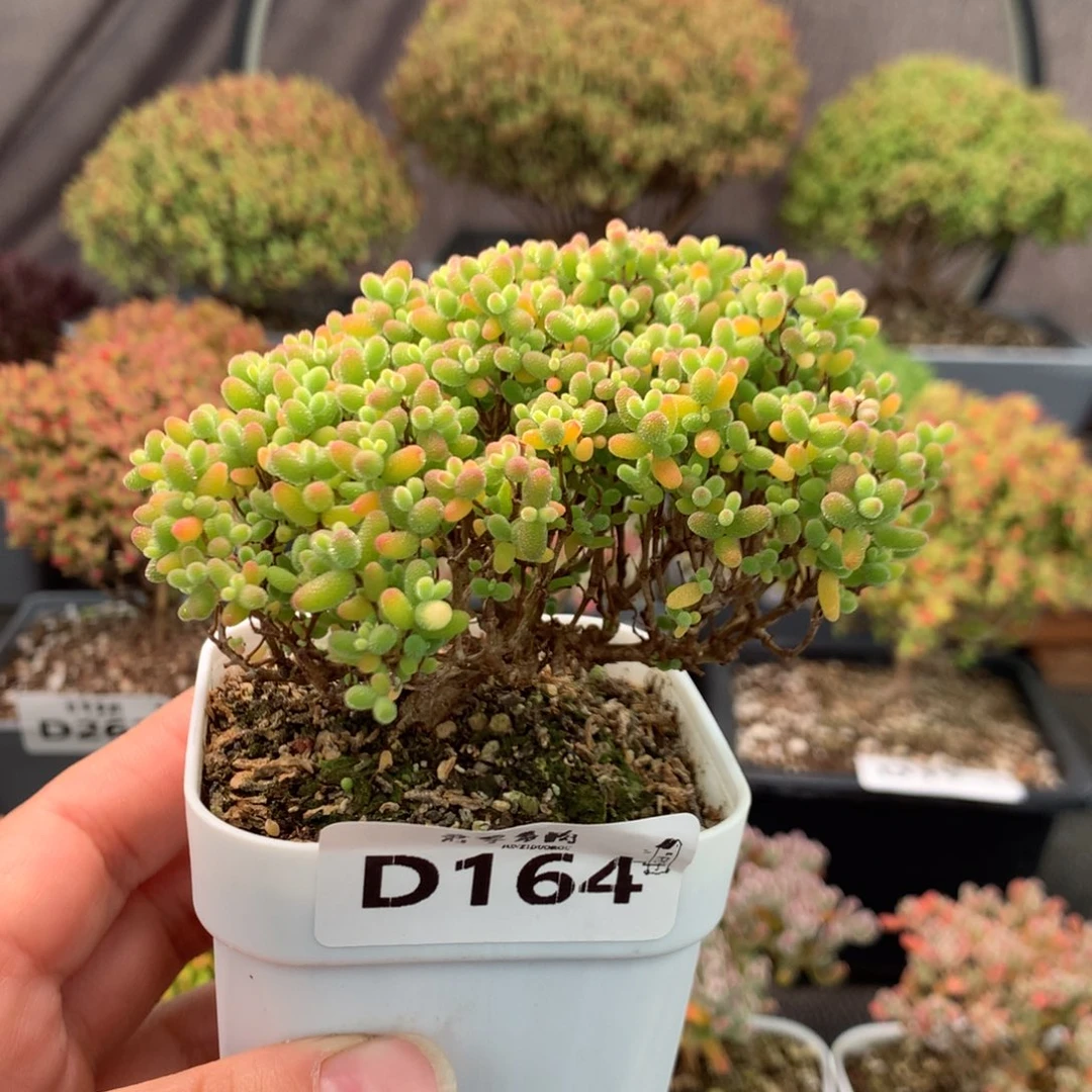 164蜜橘糖球