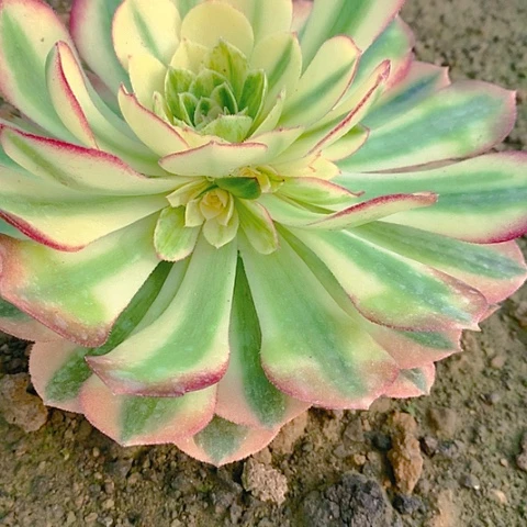 178倾城多肉植物