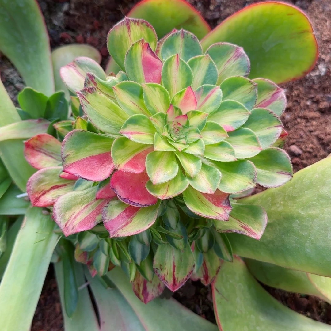 容**开知否实拍发货