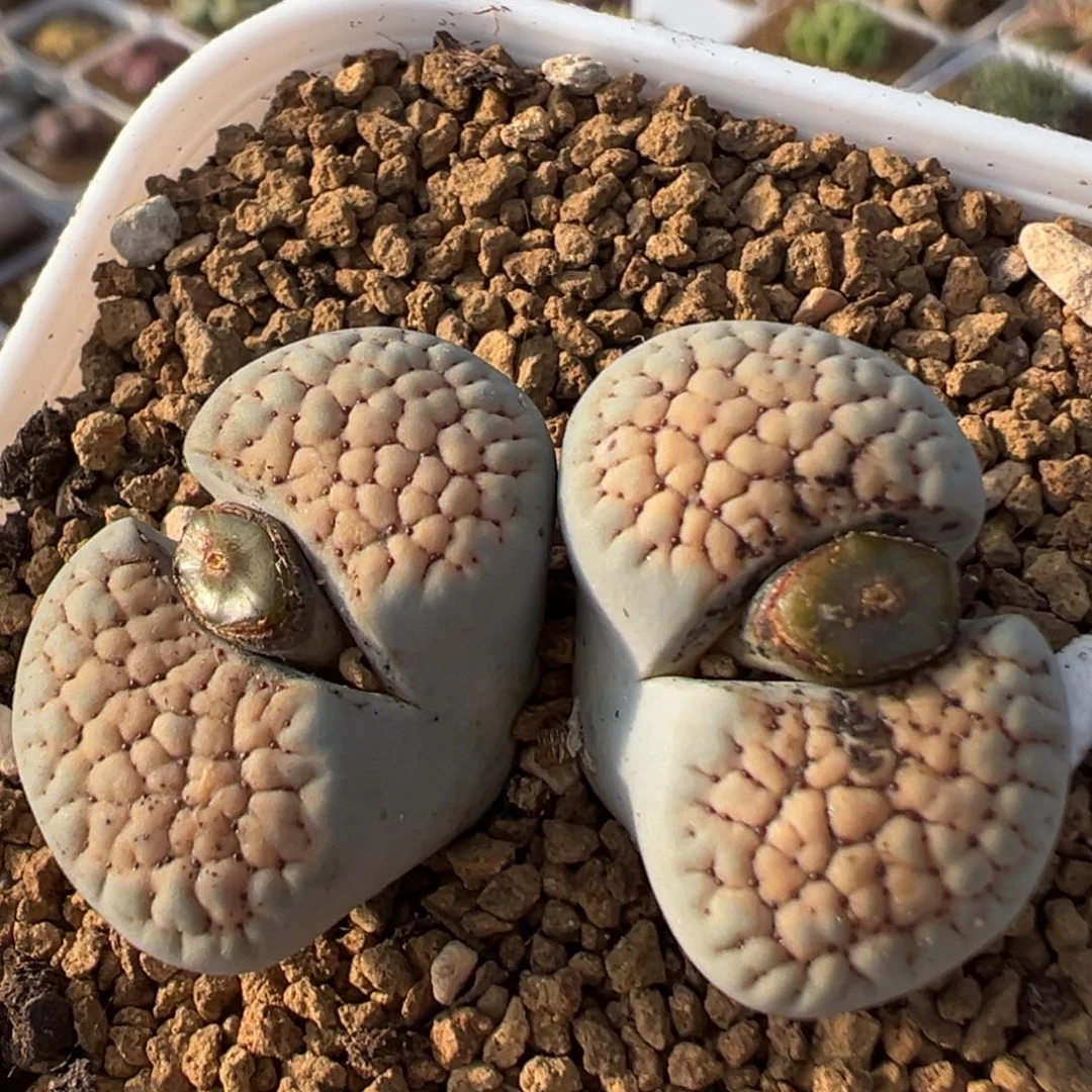 25多肉植物百科植物