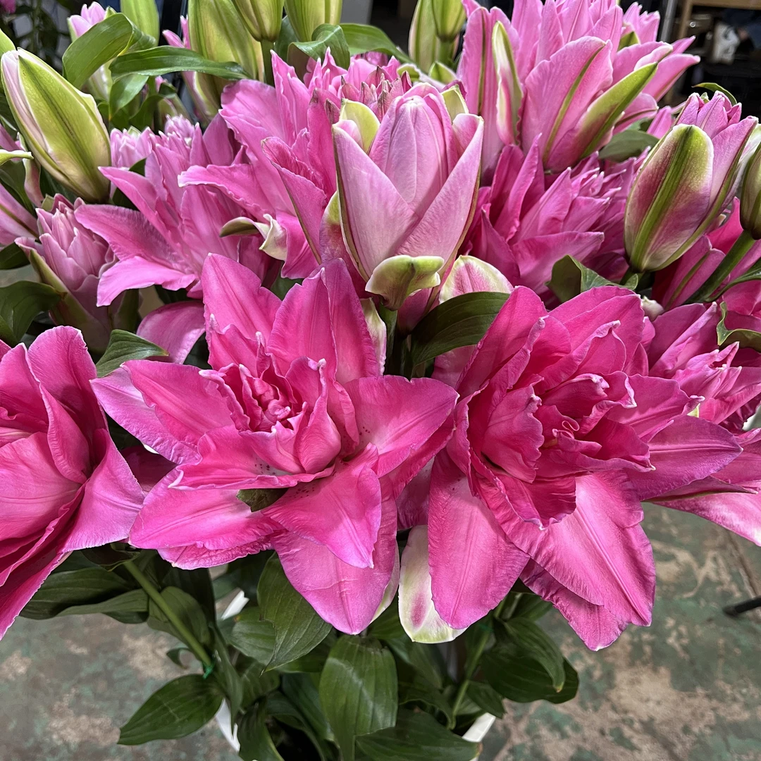 盛世红颜重瓣香水百合花百合种球室内室外庭院阳台带盆栽发货