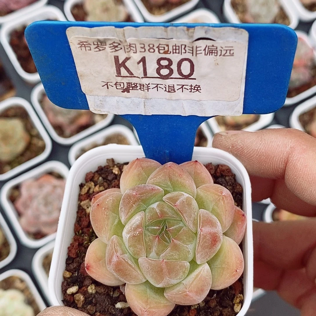 珍妮4cm多肉植物