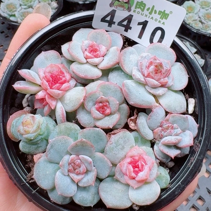 多肉植物多肉植物