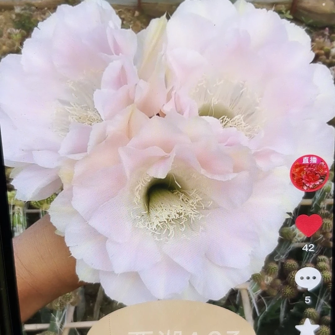 A03彩5 公分20包邮侧牙25