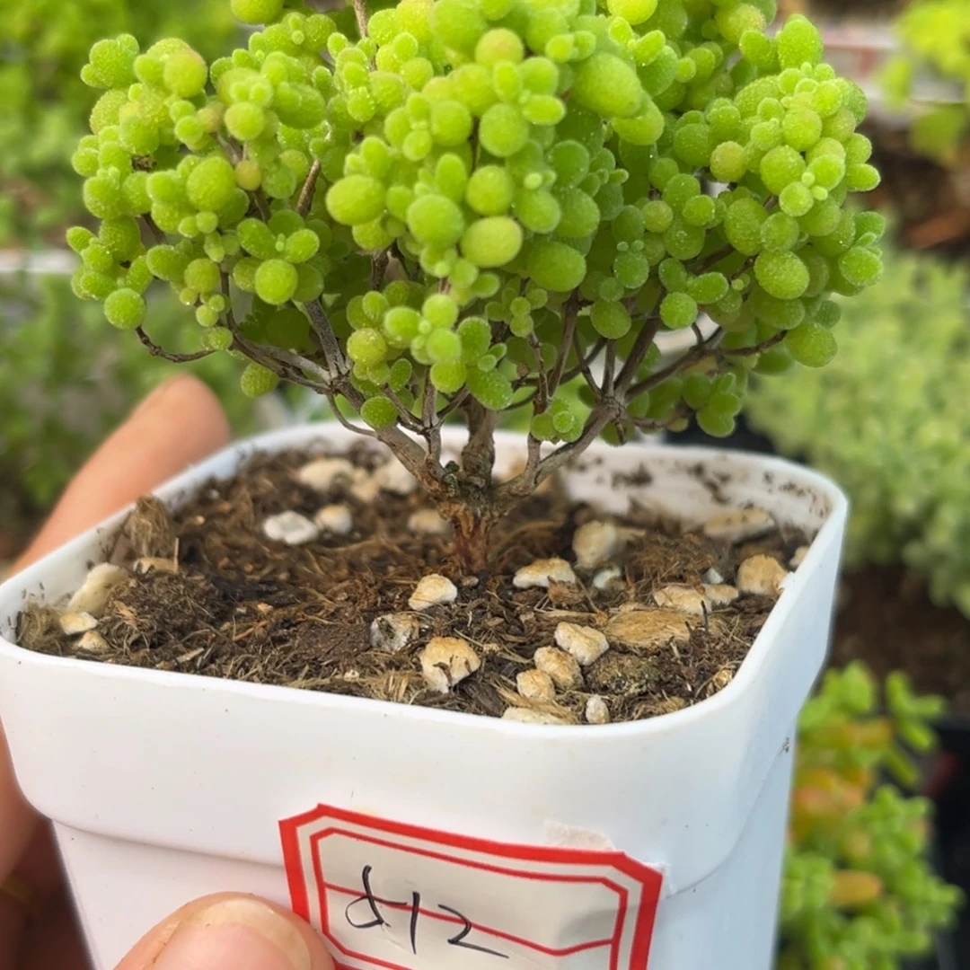 512蜜桔。