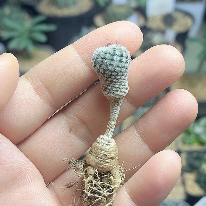 美针玉实生球一颗一物一拍1.4公分