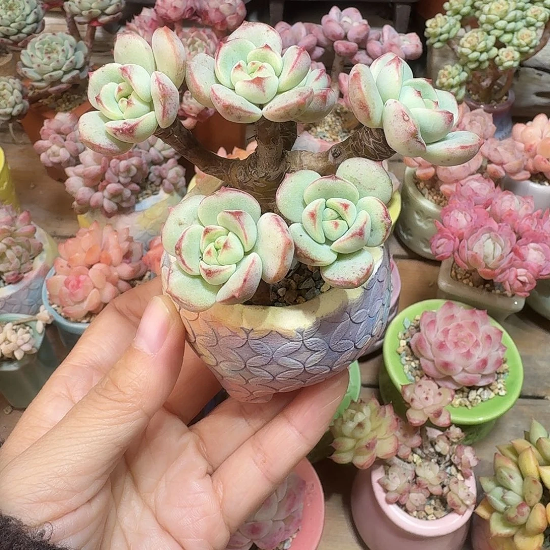 香草 多肉含盆土 一物一拍