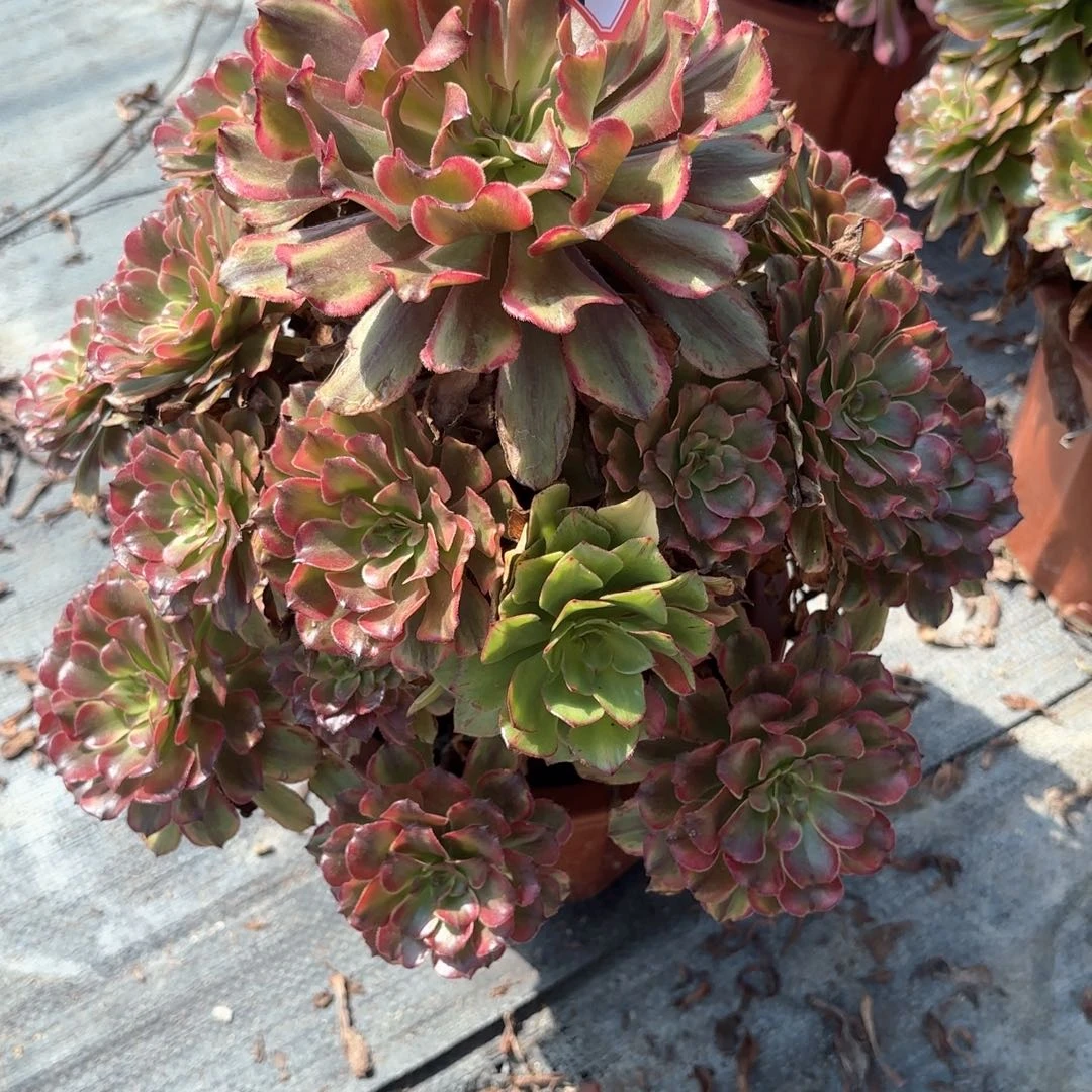 无花朵55奥代理多肉植物有断枝