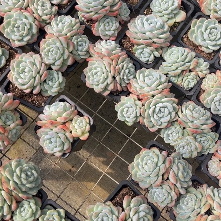 冰玉3头起 88800000888888