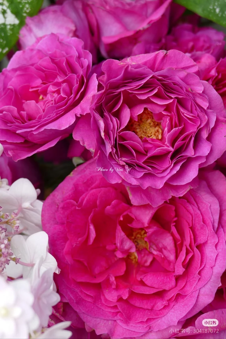 【缤纷】曼舞 任拍满三单及以上包顺空鲜切花10支装家居花店插花