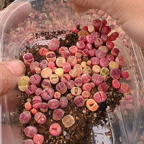 【闪购商品】琴****。24565